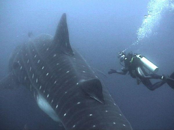 whaleshark