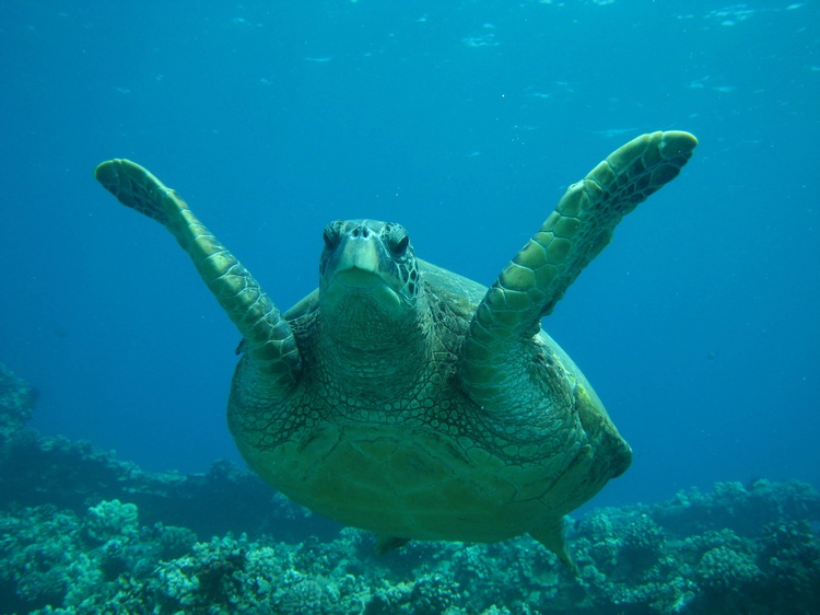 Turtle in Maui