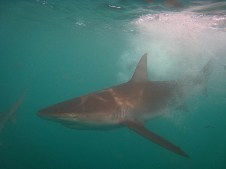 Shark cage diving in Oahu