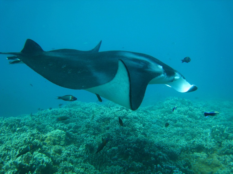 Unforgettable Maui dive...10 mantas in one spot!