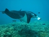 Unforgettable Maui dive...10 mantas in one spot!