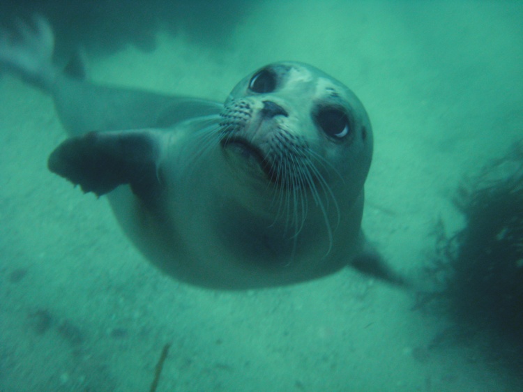 Seal playing with me in Monterey