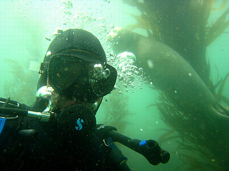 Seal stalking Juan in Monterey