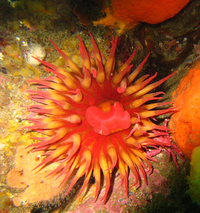 Anemone in Monterey