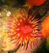 Anemone in Monterey