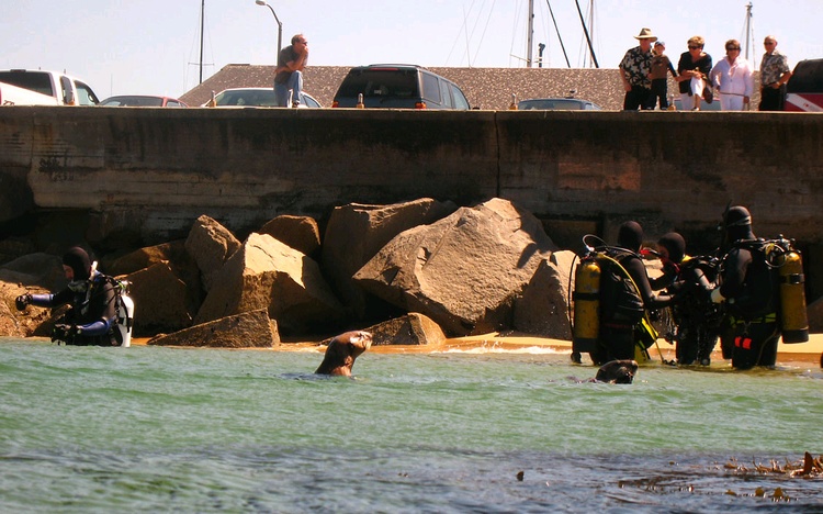 Otters playing at Breakwater