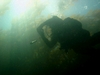 Under the kelp canopy in Monterey