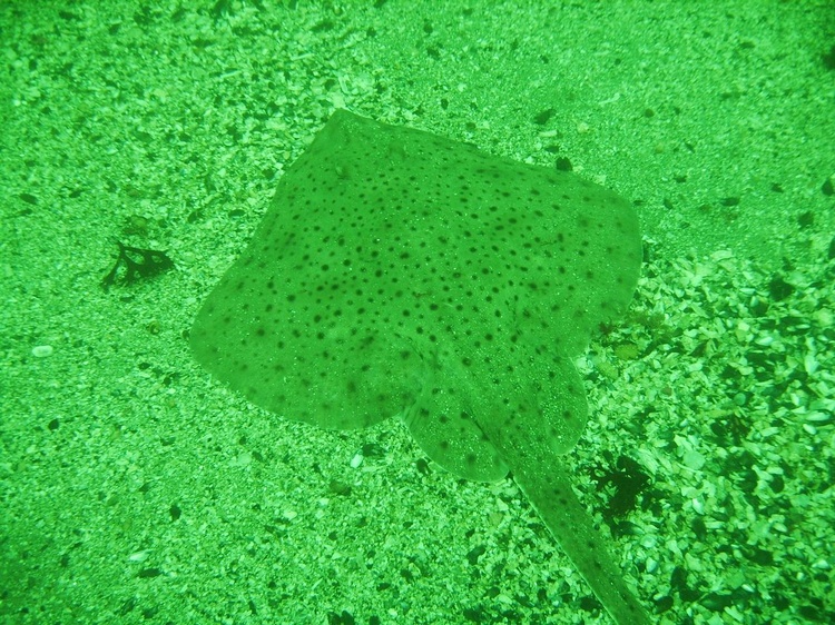 Spotted Skate, Nubble light, York, ME