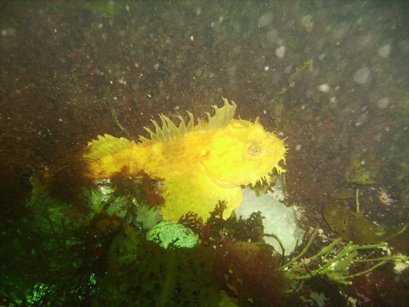 Yellow Sea Reven, Nubble light, York, ME