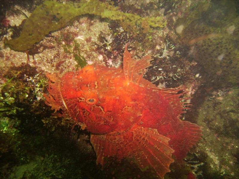 Red Sea Raven, Nubble light, York ME