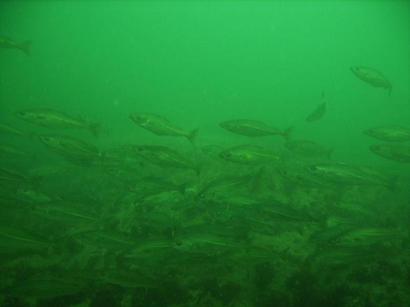 School of Pollock, Nubble light, York, ME