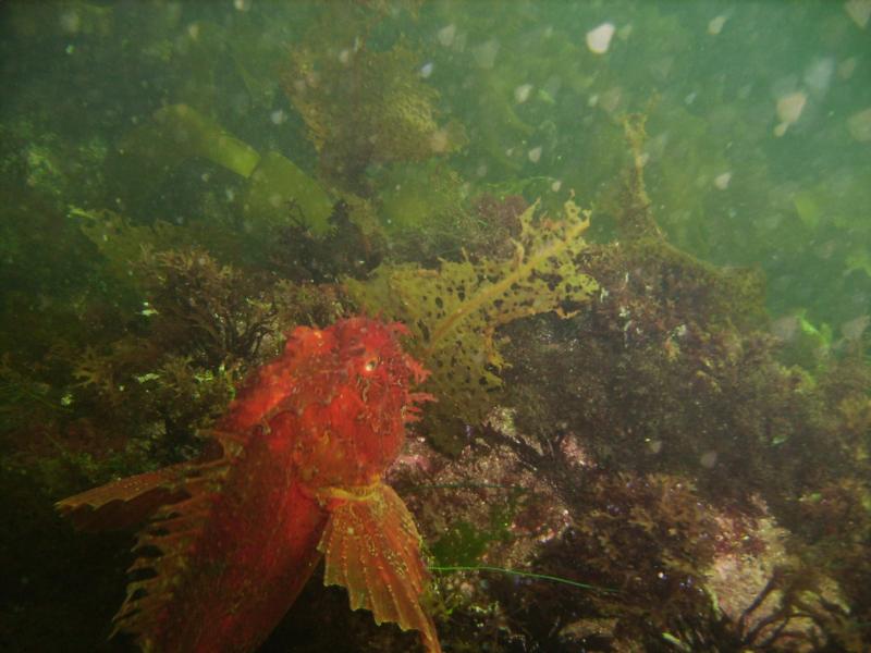 Red Sea Raven, Nubble light, York, ME