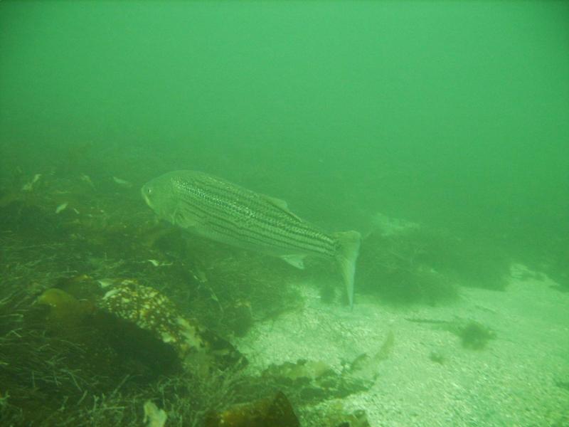 Striped Sea Bass