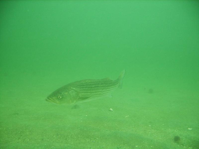 Striped Sea Bass