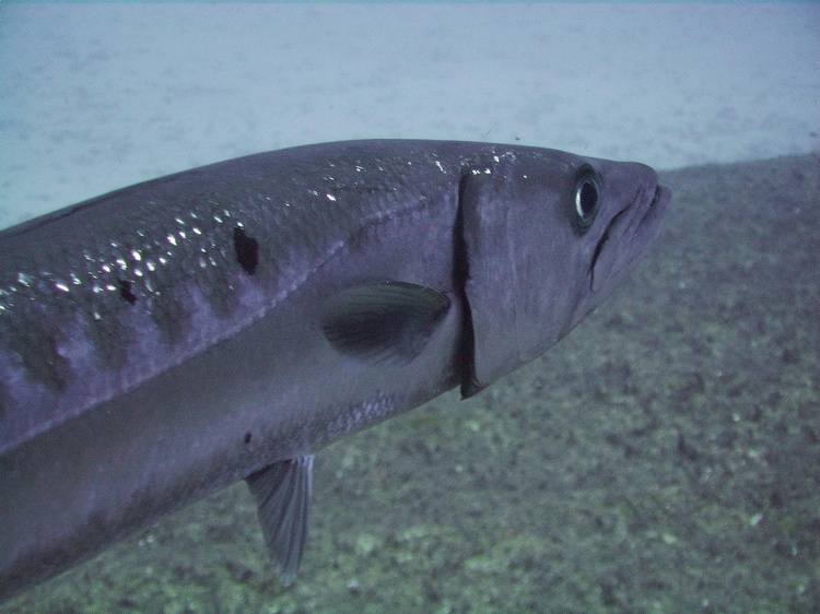 My big silver dive buddy