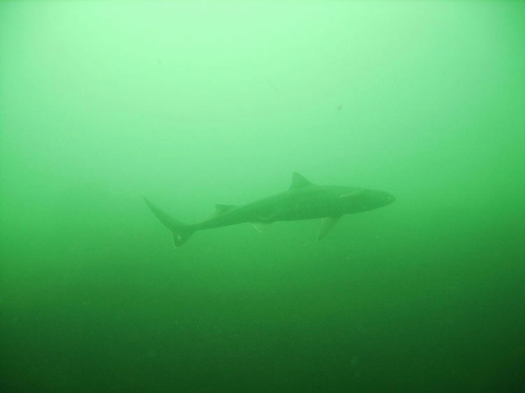 Blue Shark, Nubble Light, York ME