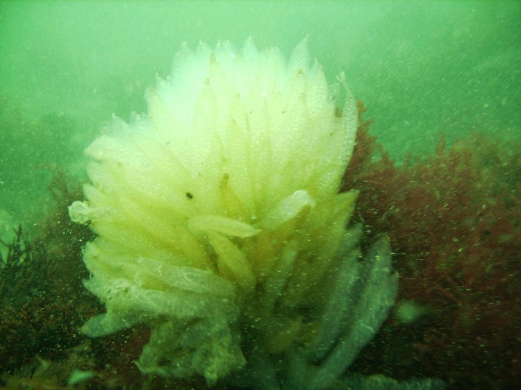 Squid Eggs, Rye, NH