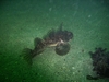 Black Sea Raven, Nubble light, York, ME