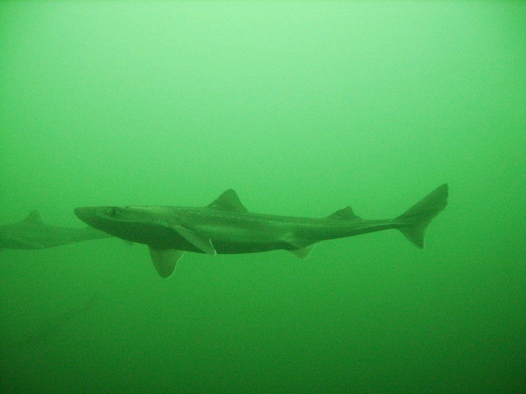 Spiny Dogfish  Nubble light, ME