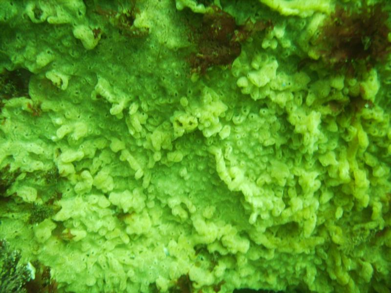 Yellow carpet sponge, Cedar I Ledge, Is of Shoals