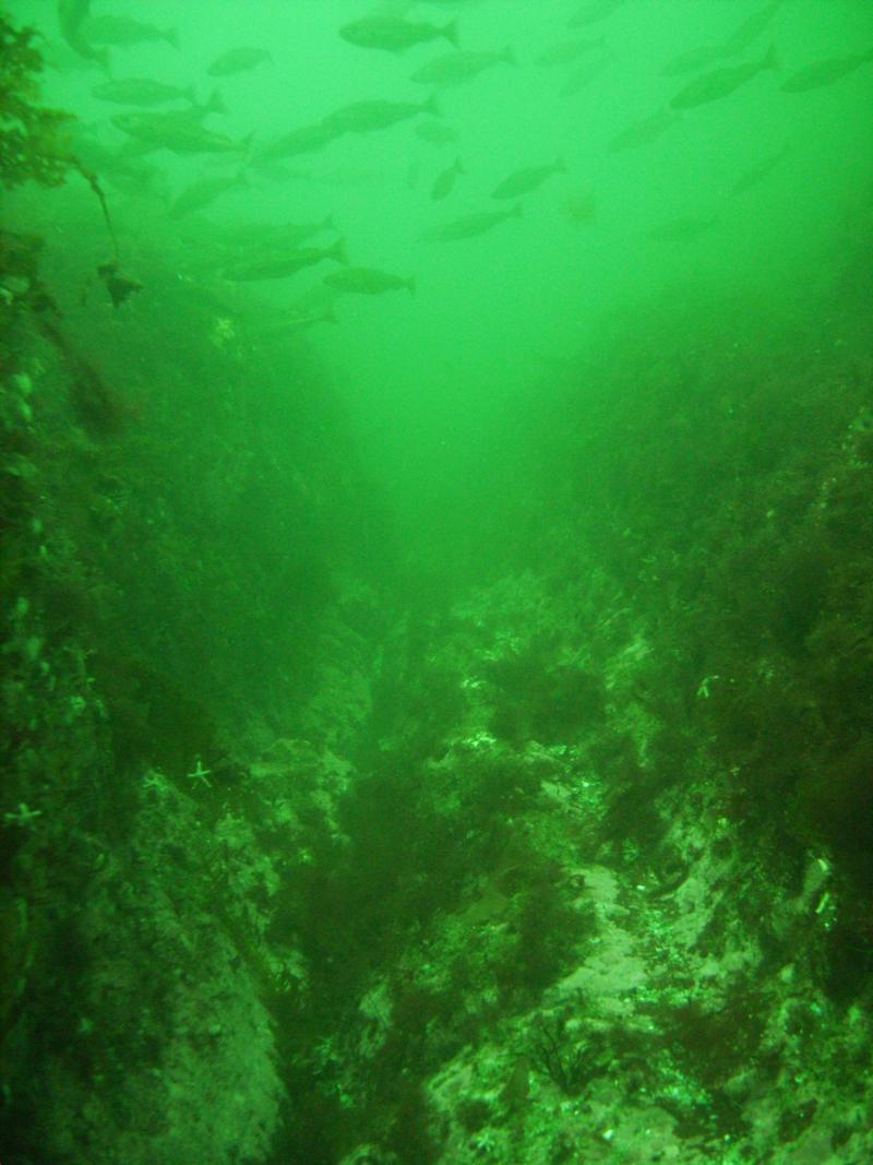 Cedar I Ledge, Is of Shoals
