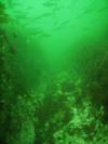 Cedar I Ledge, Is of Shoals