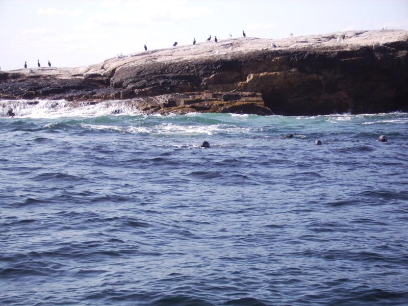 Seals, Is of Shoals