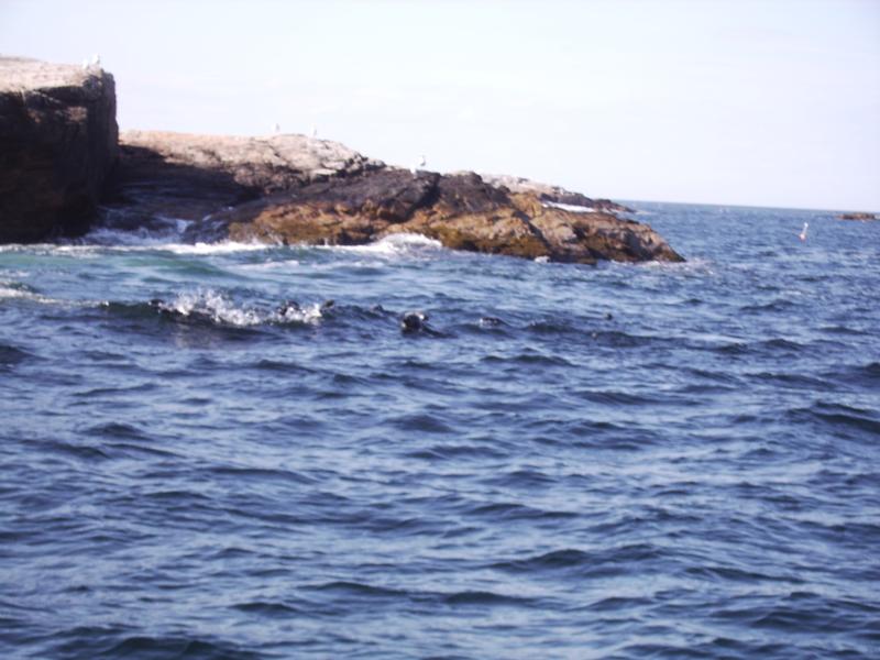 Seals, Is of Shoals