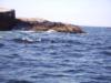 Seals, Is of Shoals