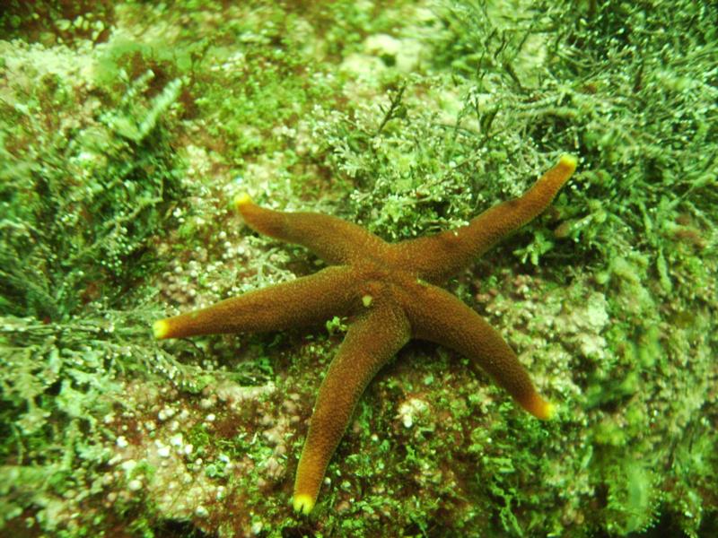 Red Sea Star, Is of shoals