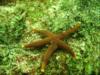 Red Sea Star, Is of shoals