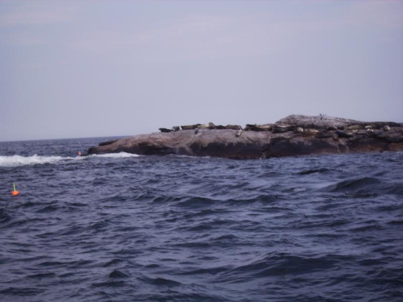 Seals, Duck Is, Is of Shoals