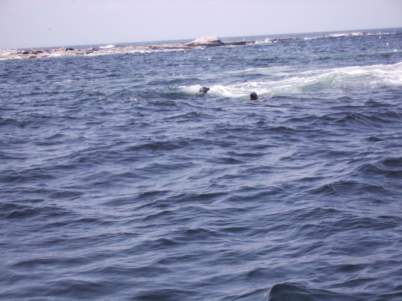 Seals, Duck Is, Is of Shoals