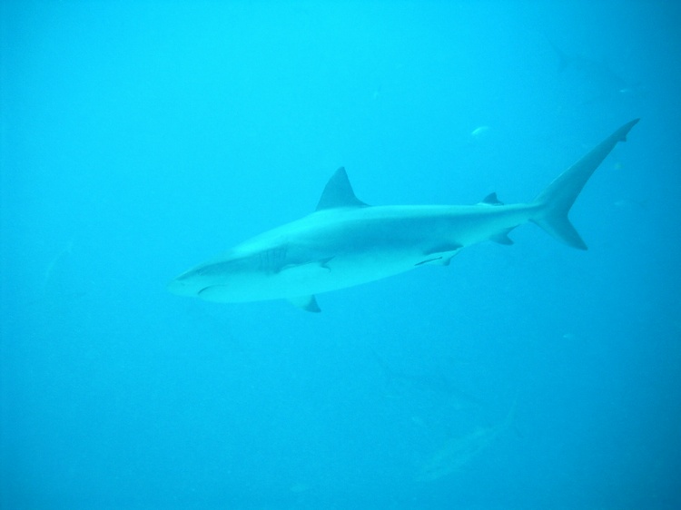 shark dive