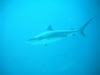 shark dive