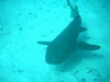 shark dive