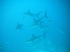 shark dive