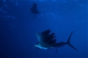 sailfish