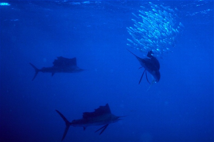 sailfish