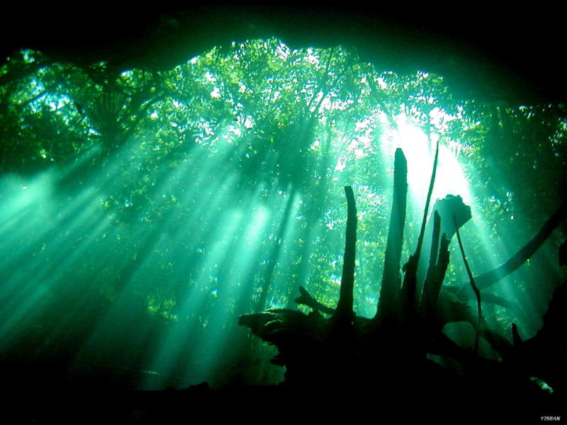 Cenote diving