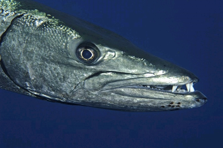 barracuda