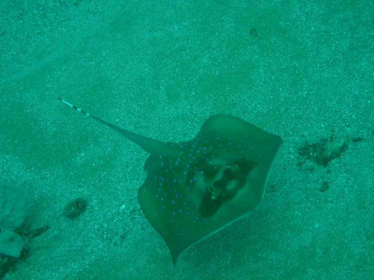 Spotted ray. Guinjata Bay, Mozambique