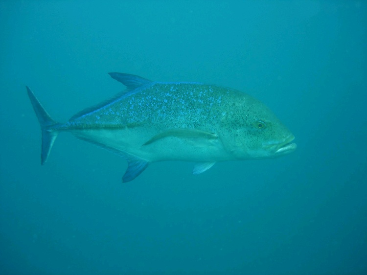 King fish - Tofo, Mozambique