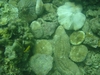 Mushroom corals - Koh Tao, Thailand