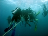 Crowded safety stop!! - Koh Tao, Thailand