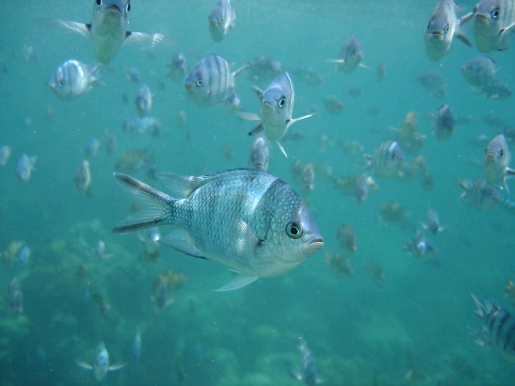 Sergeant Majors, Koh Tao, Thailand