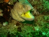 Moray eel, Aliwal Shoal, South Africa