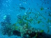 Produce wreck, Aliwal Shoal, South Africa