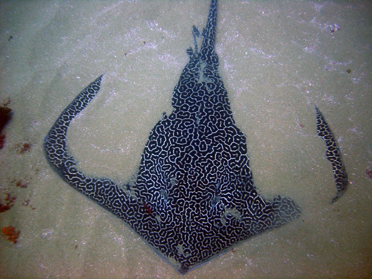 An enormous stingray, Aliwal Shoal, South Africa