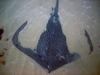 An enormous stingray, Aliwal Shoal, South Africa